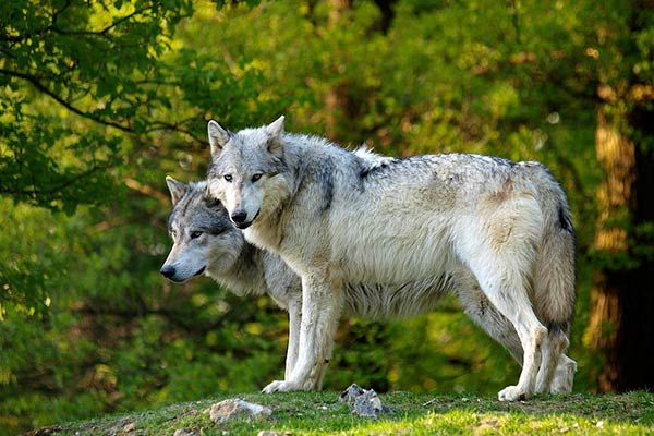Волк-животный мир Европы
