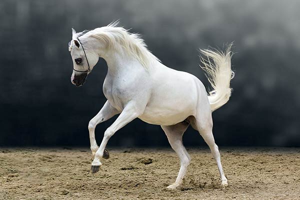 Породы лошадей-арабская лошадь