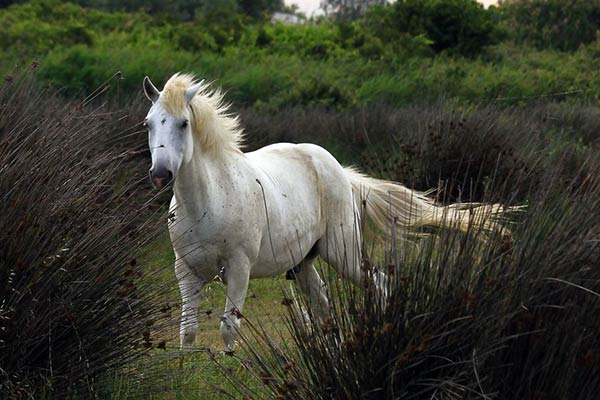 Белоснежная лошадь породы камаргу