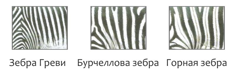 Узоры зебры