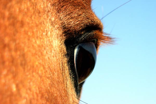 Зрение лошади