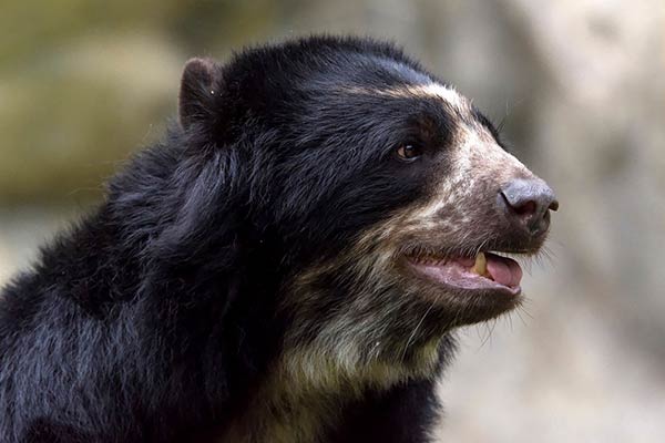 Очковый медведь - хищные животные семейства медвежьи