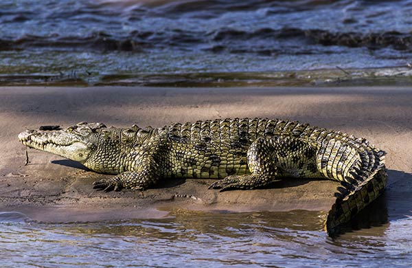 Места обитания нильского крокодила