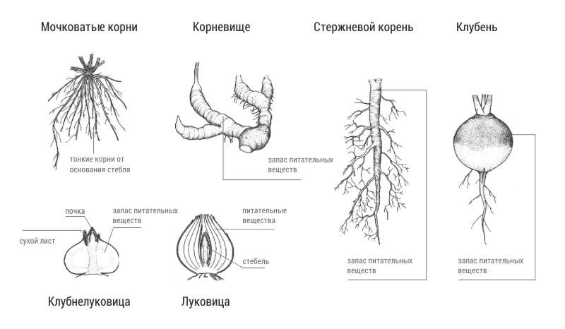 Разные формы коней растений