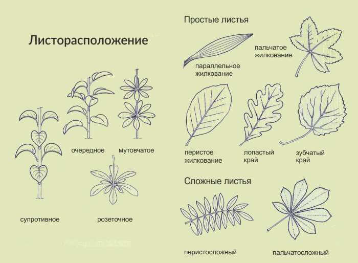 Разные формы листьев растений