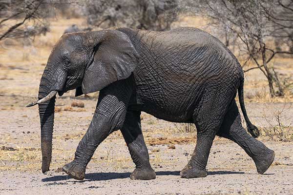 Рекордсмен среди животных - слон