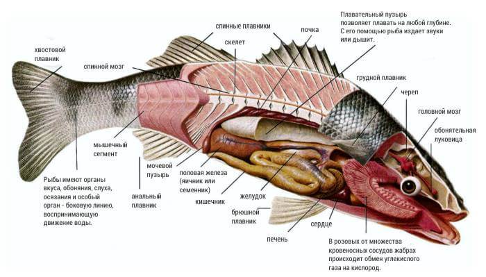 из каких частей состоит рыба - схема