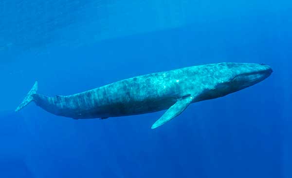 Голубой (синий) кит самый крупный из всех китов