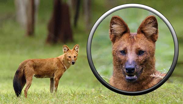 Хищные животные семейство собачьих - красный волк