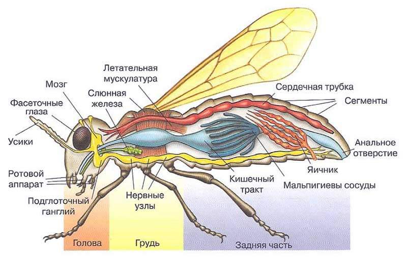 Схема строения тела насекомого