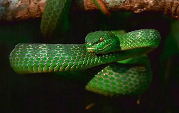 Белогубая куфия-мир змей