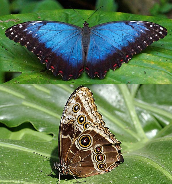 Южноамериканская бабочка морфо